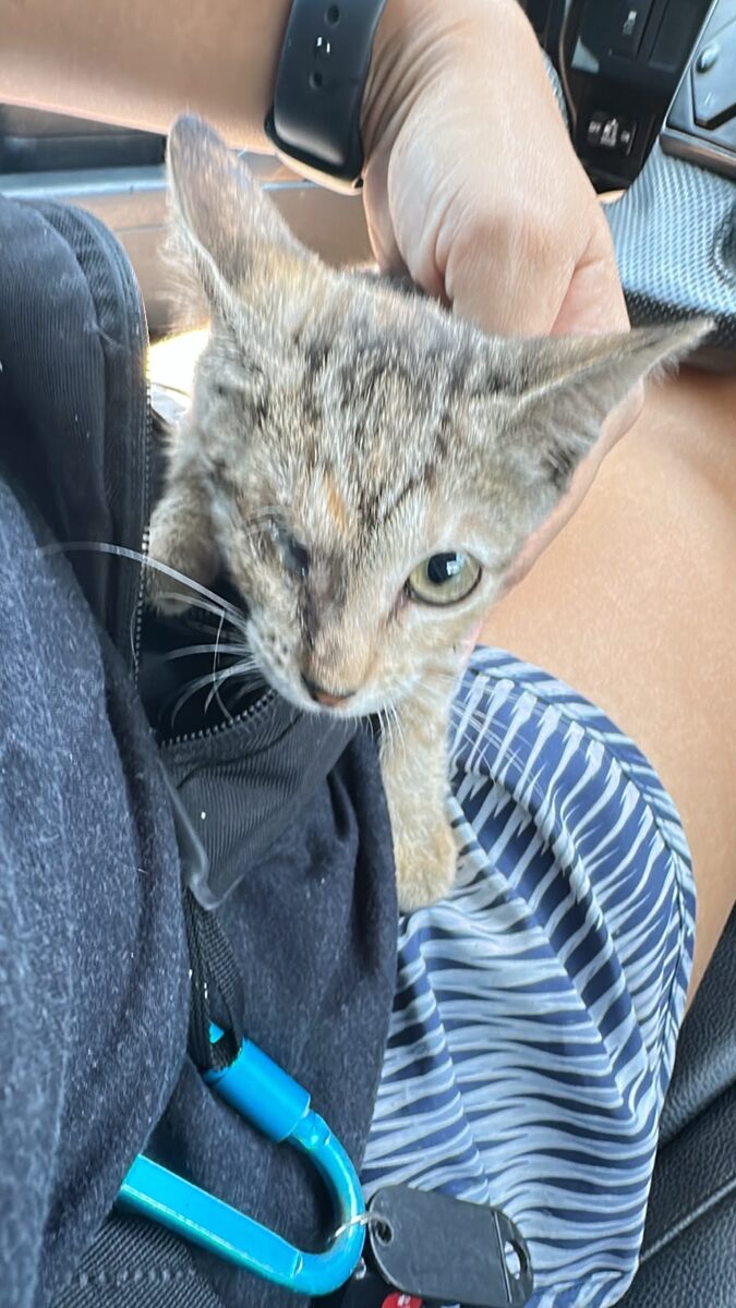 Canela