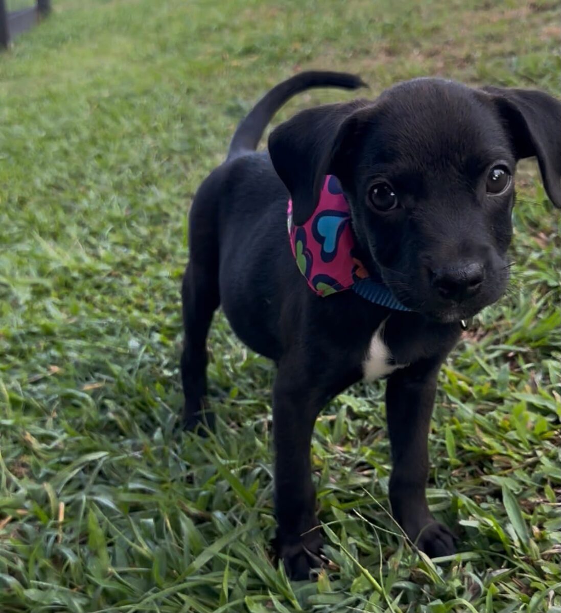 Mochi, a puppy up for adoption.