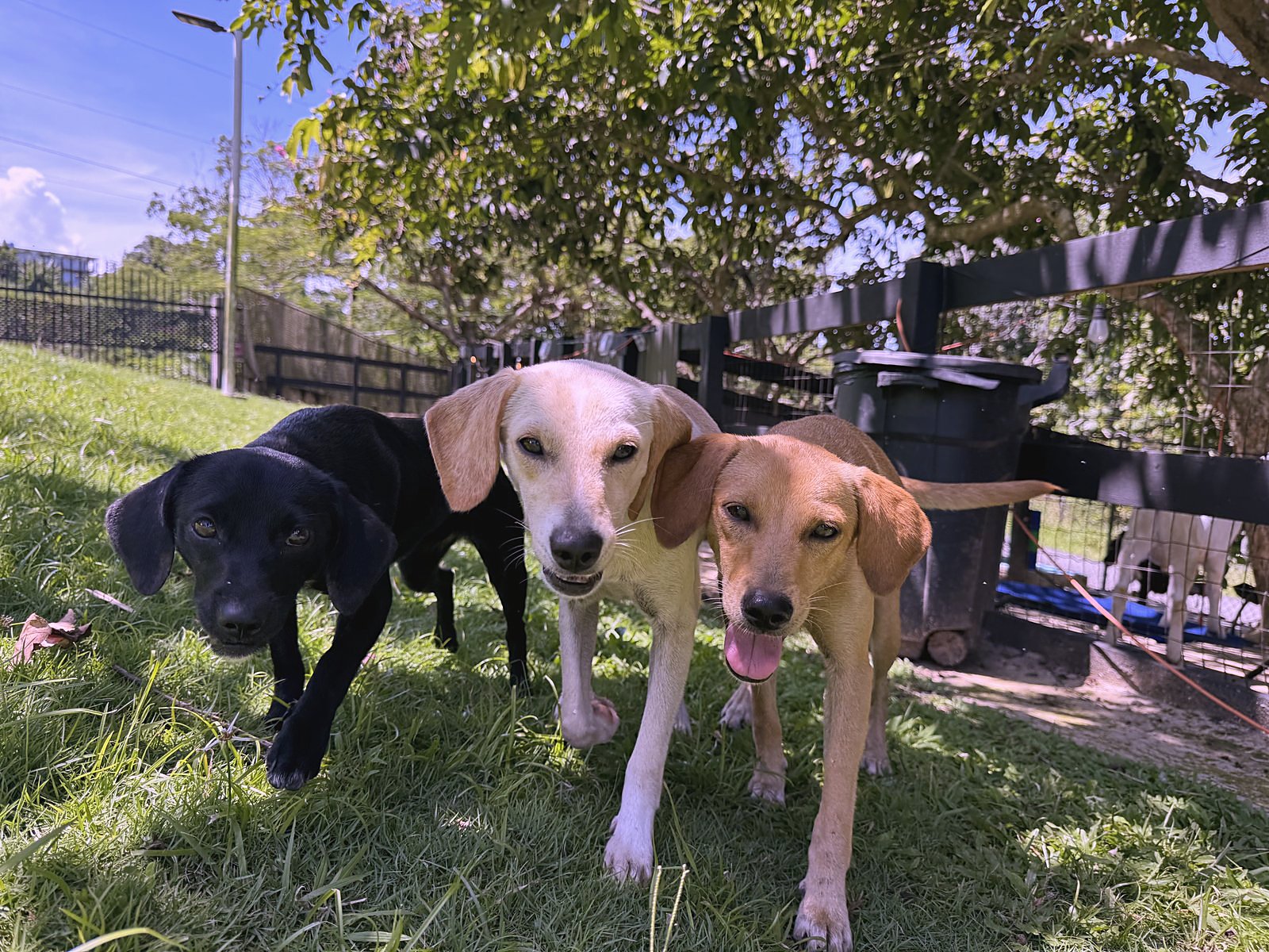 Three rescued sisters in the yard at the house in Canóvanas.