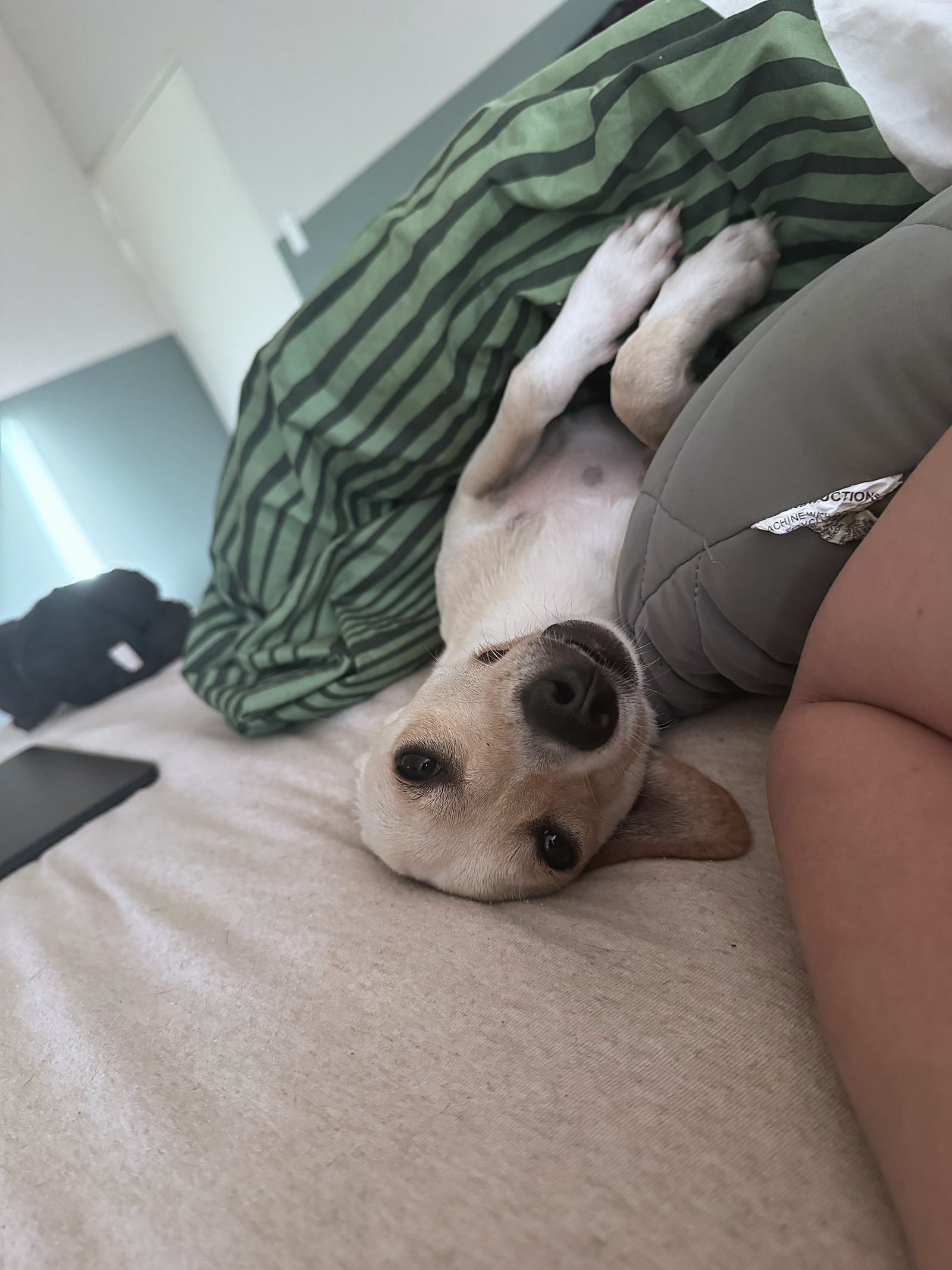 Coco resting on a lap.