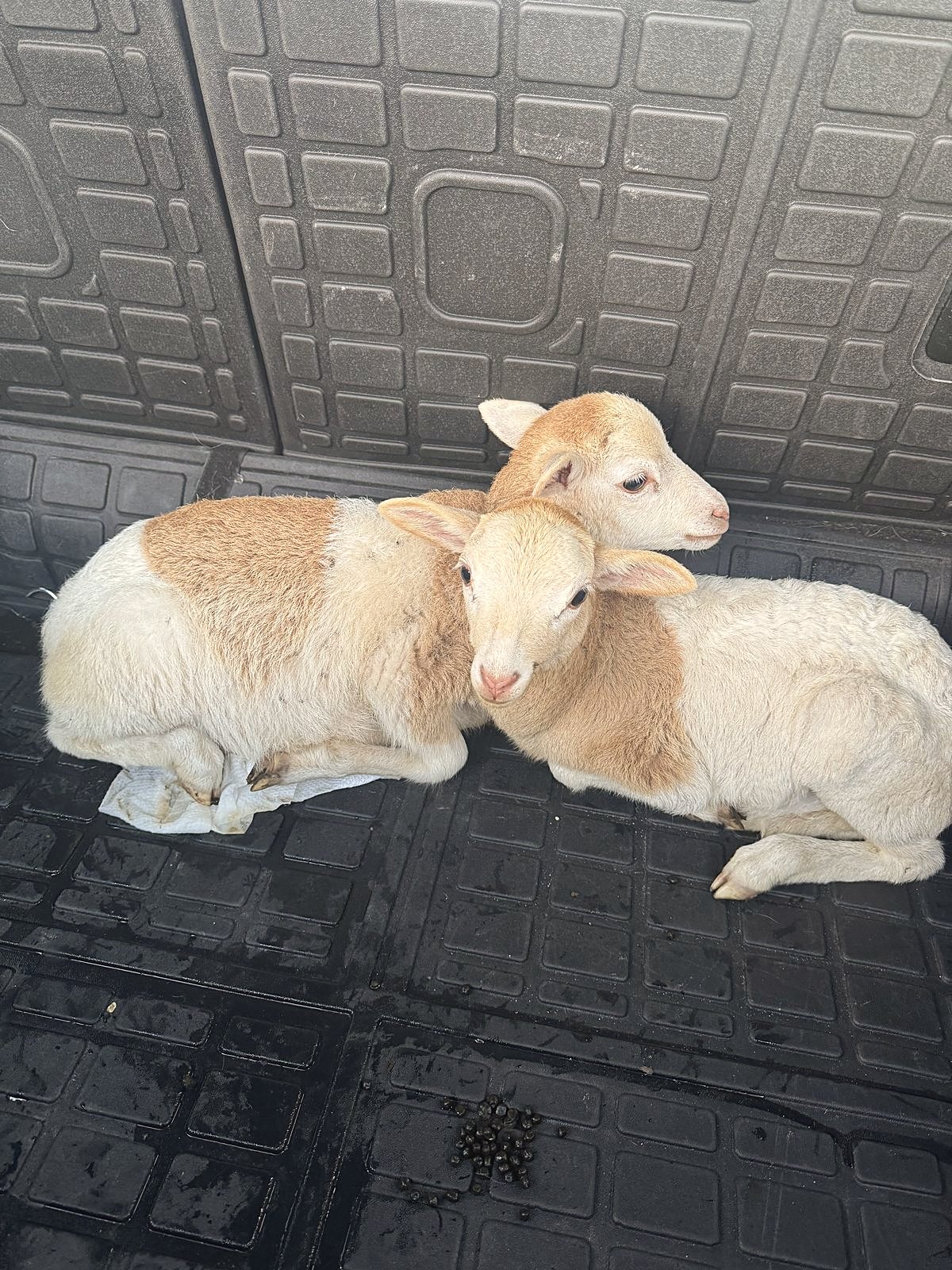 Two rescued lambs resting together.