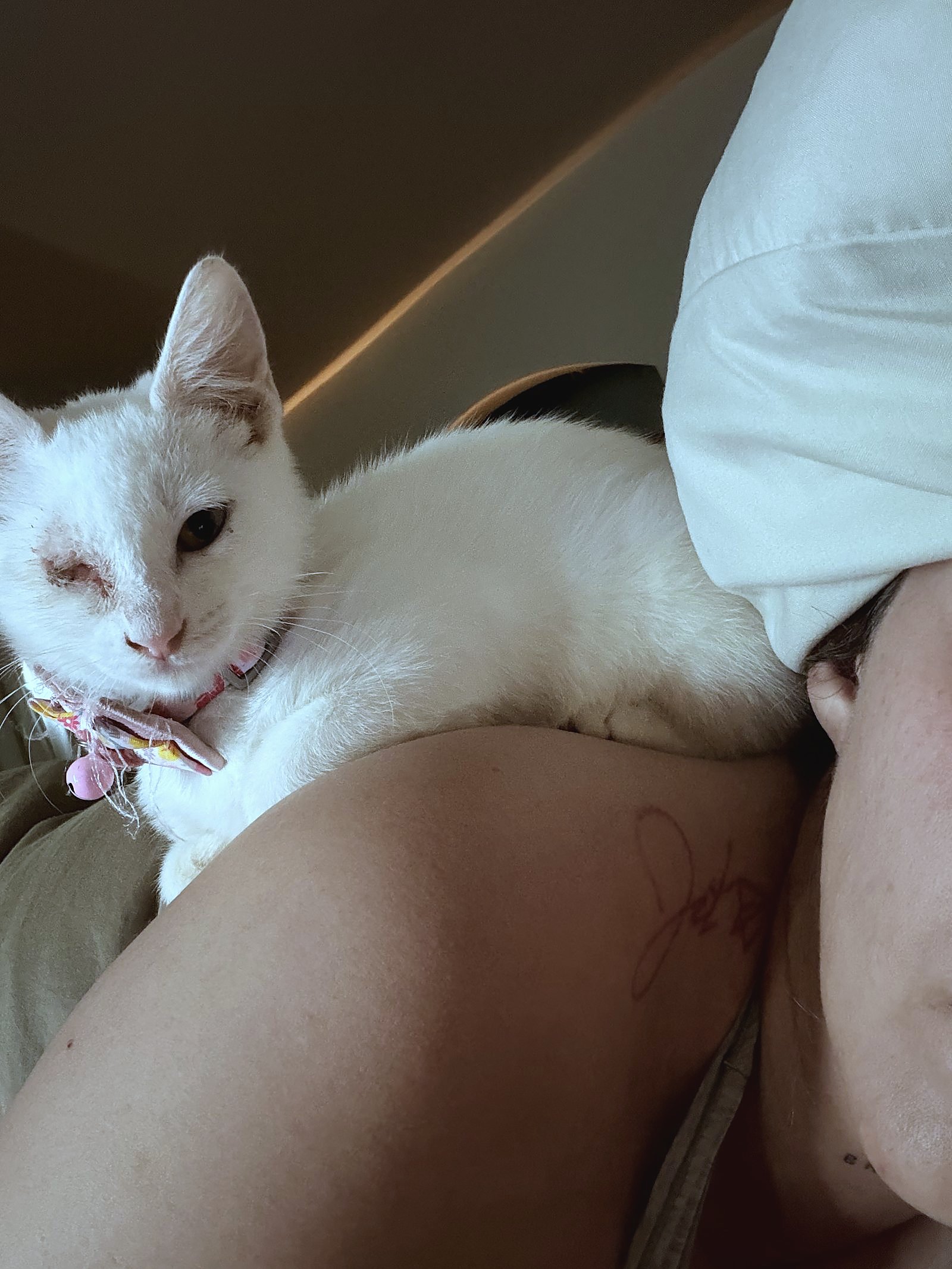 A cat resting against a person's shoulder.
