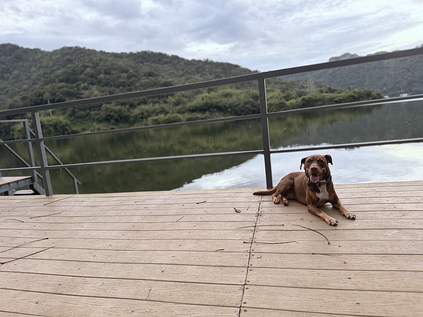 A rescued dog on a lake deck in the States.