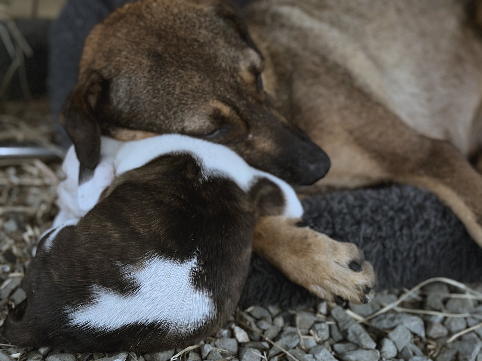 Mama Dog nuzzling one of her puppies.
