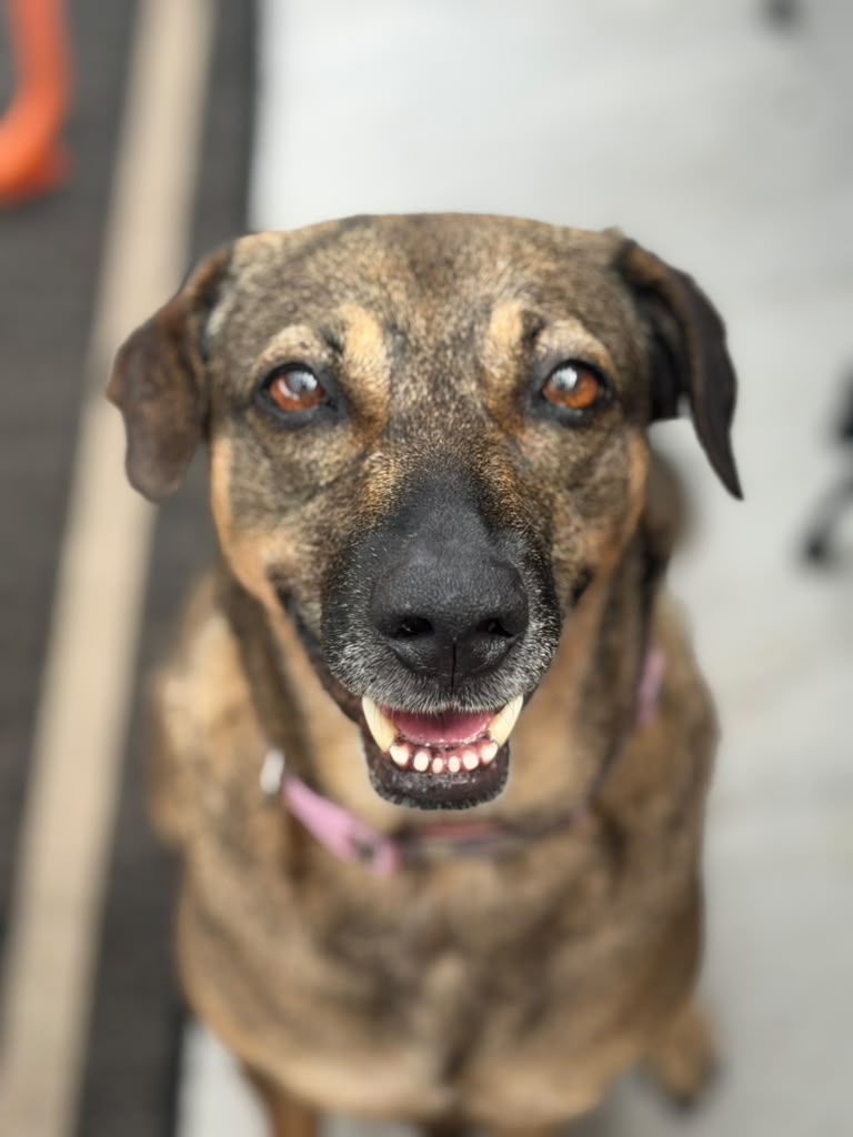 Mama Dog on the porch.