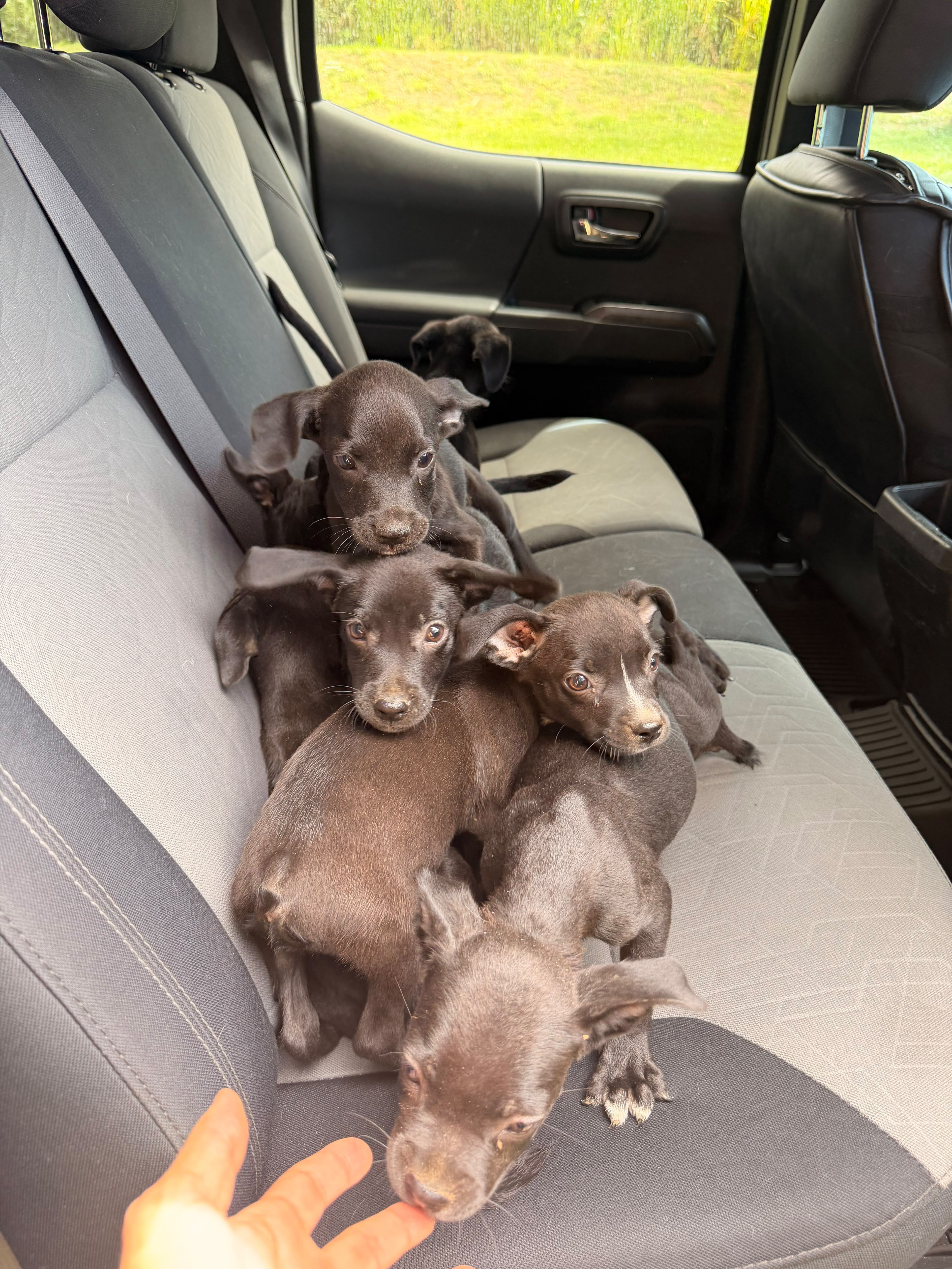 Puppies riding home in the truck.