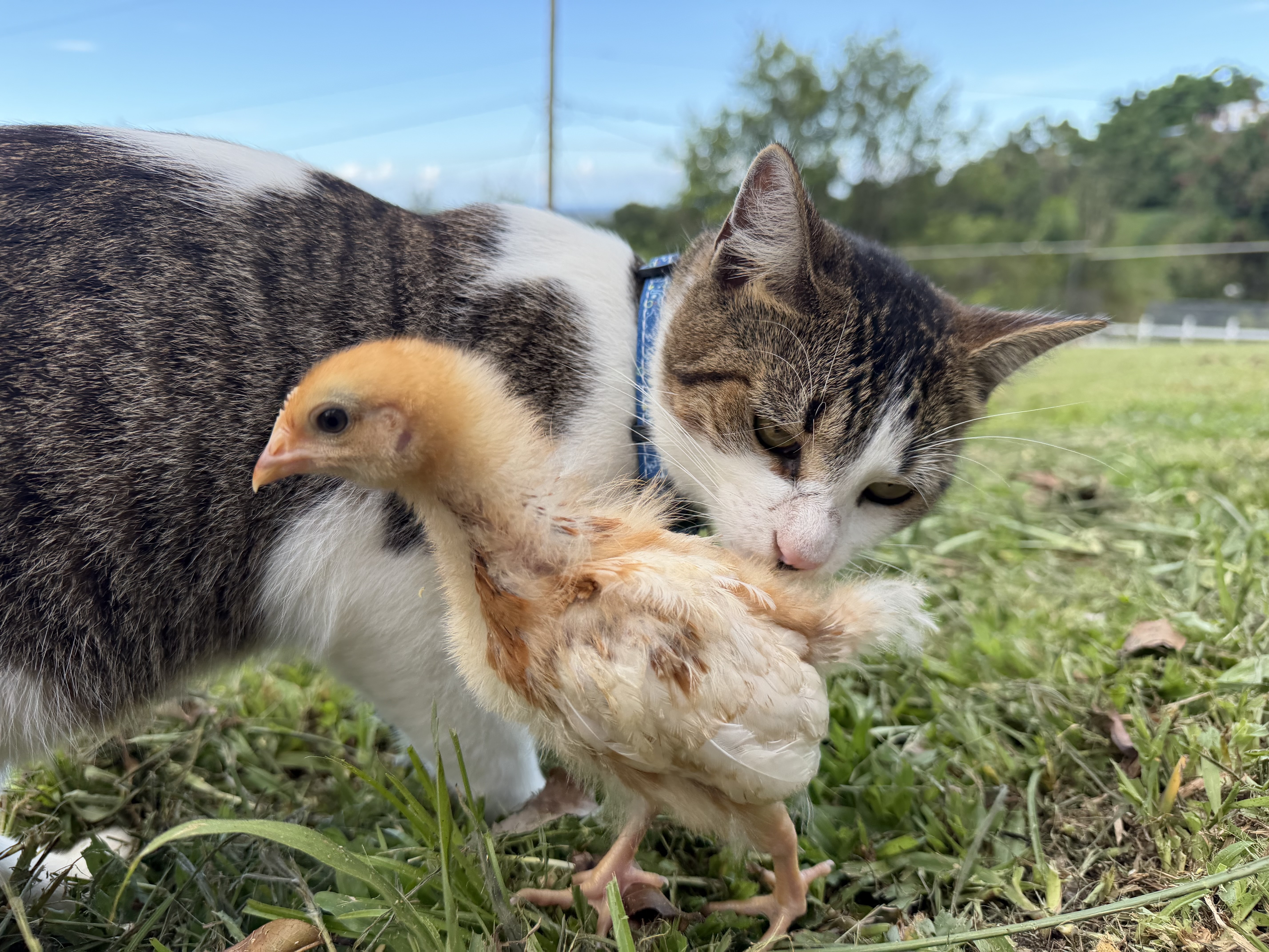 Oyster the cat holding a chick.
