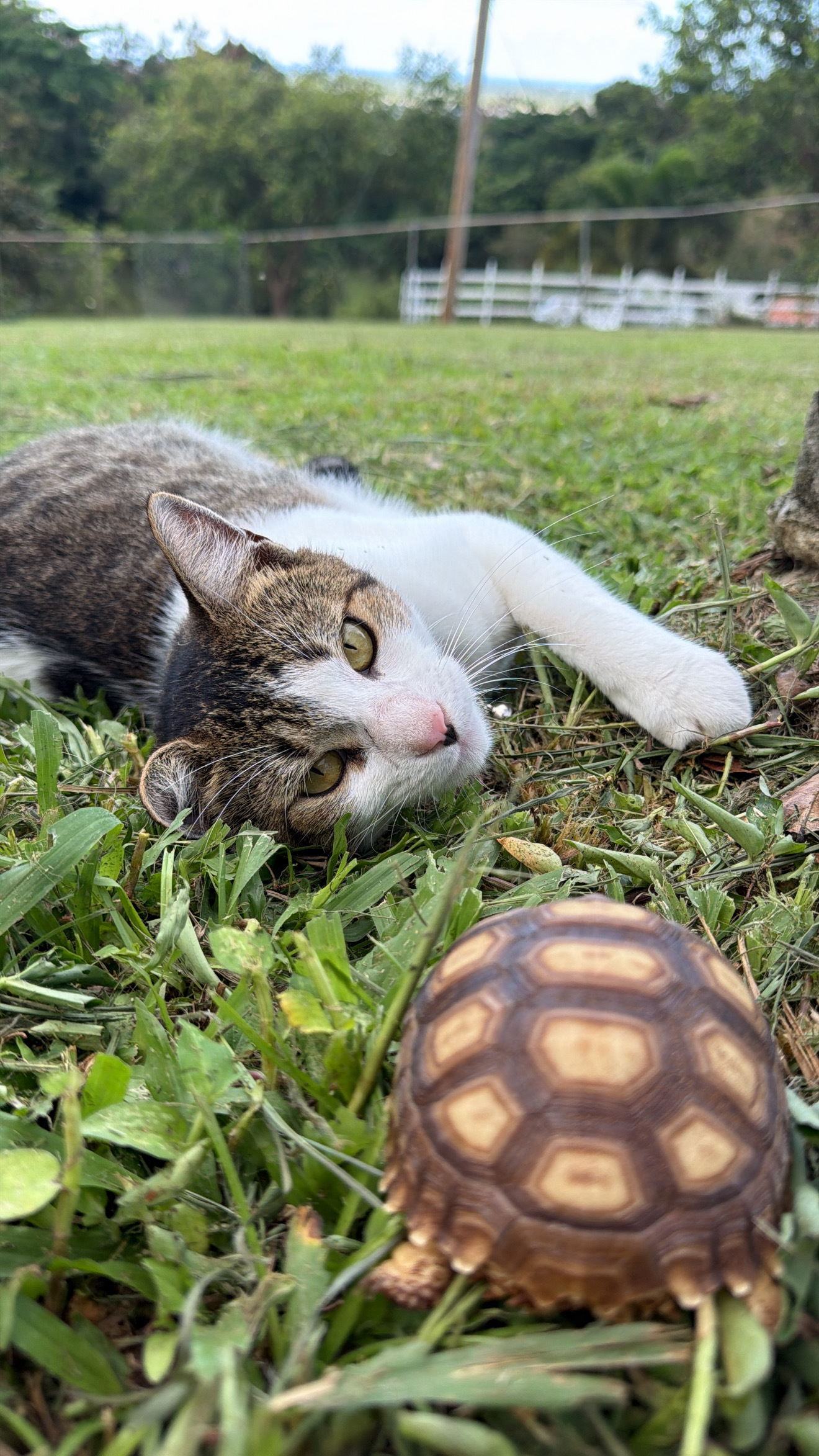 Saturn the tortoise in the grass.