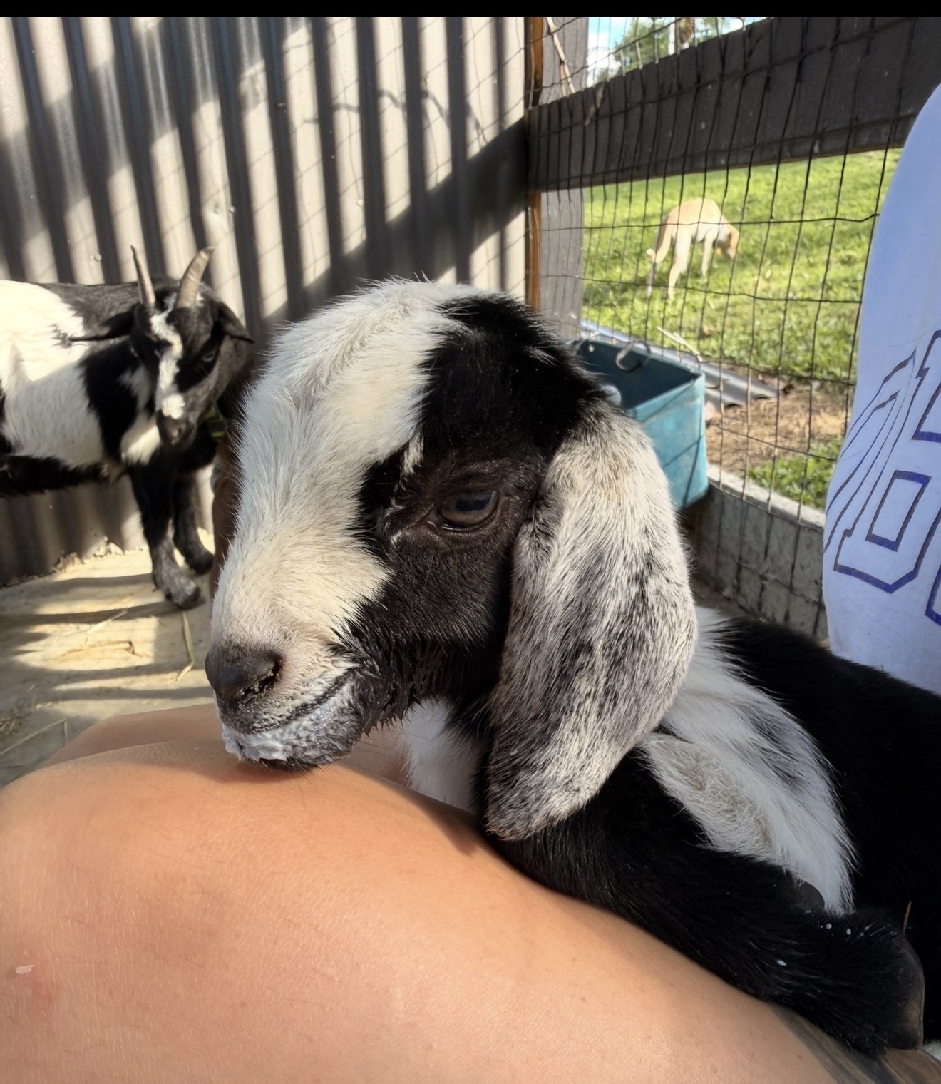 Diego the goat.