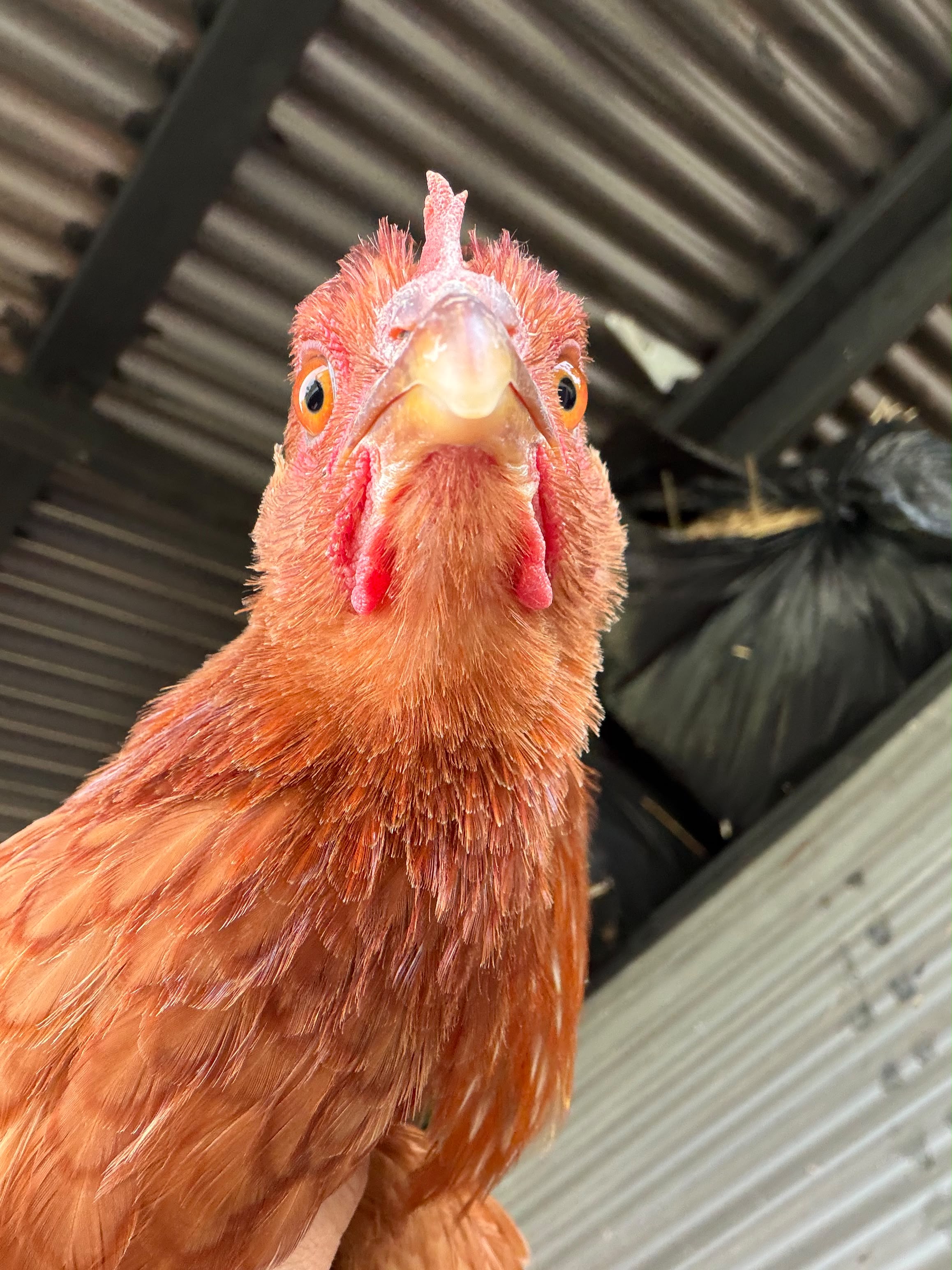 French Fry the hen.