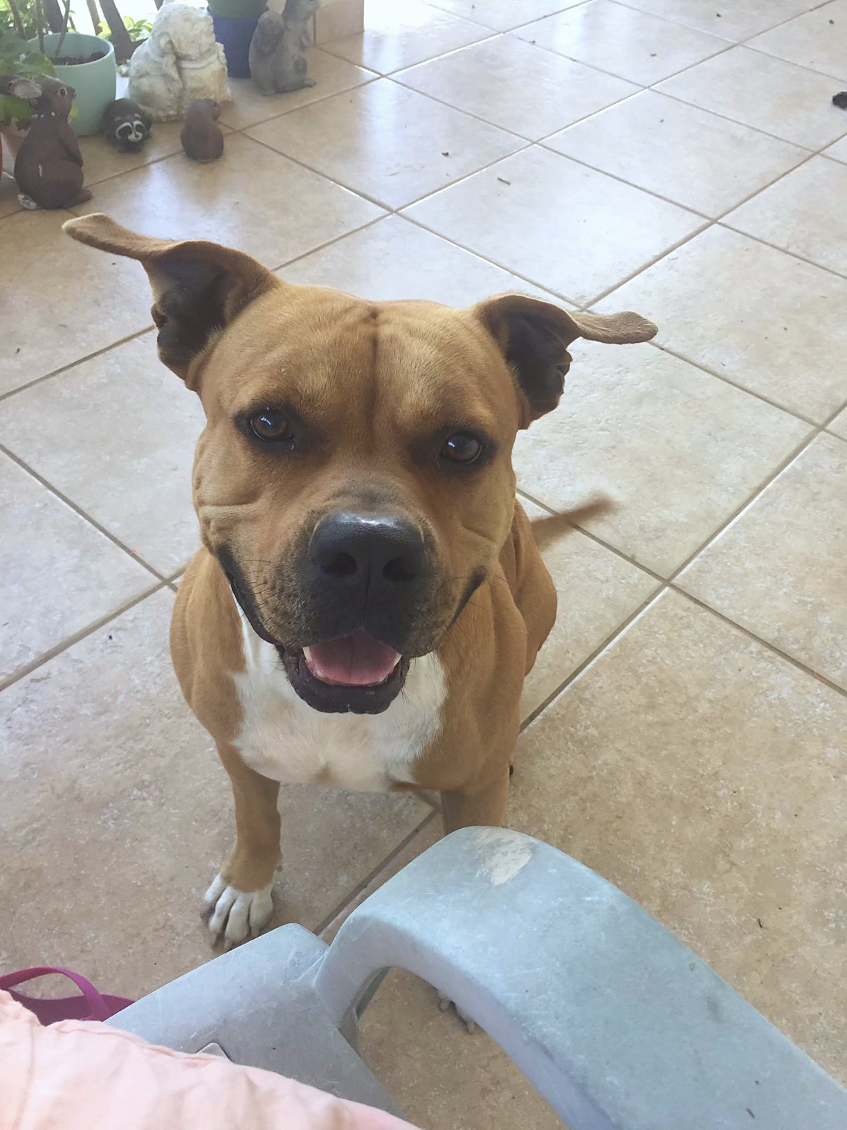 Scooby.