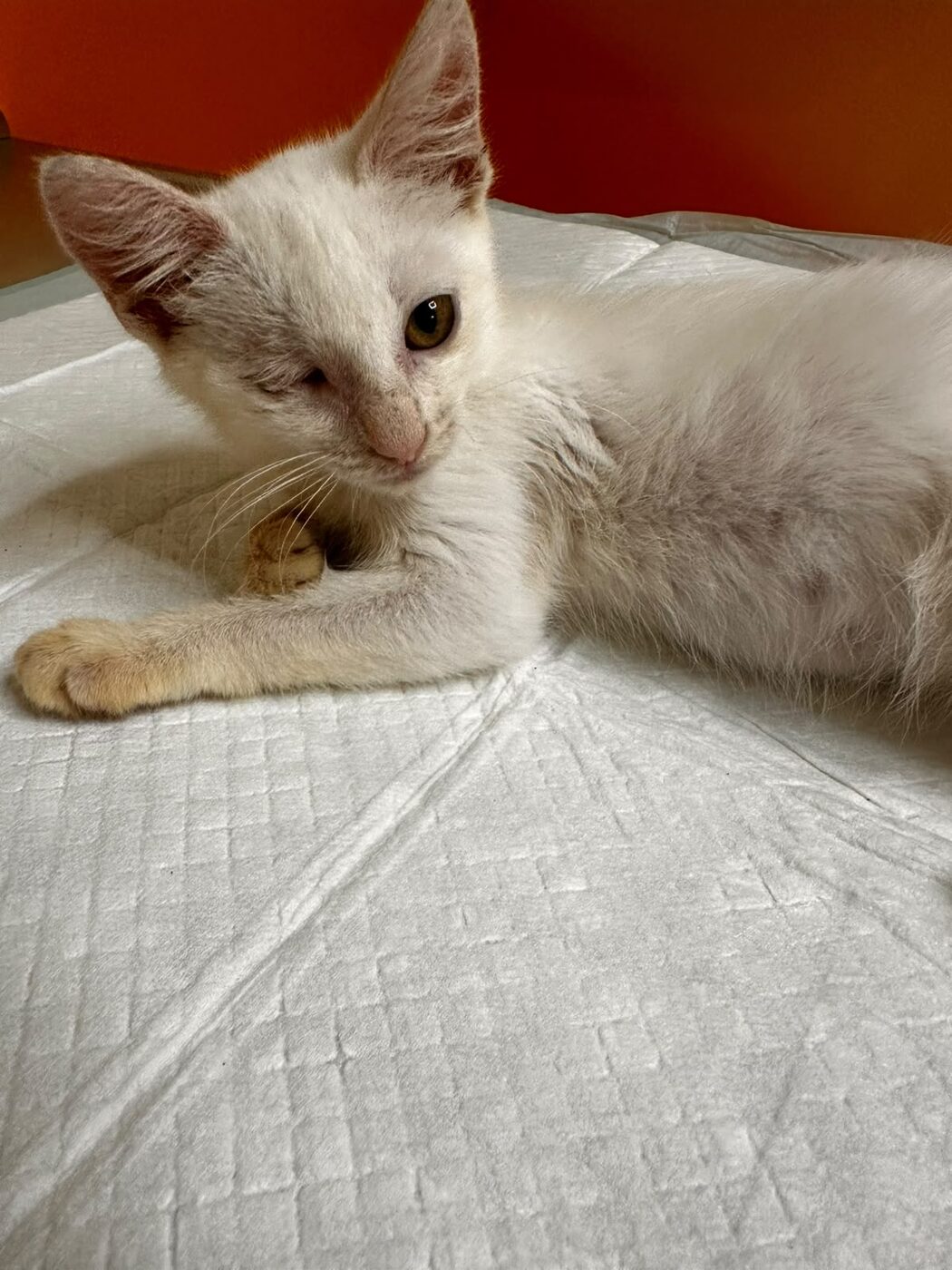 Popeye today, healthy after her surgery.
