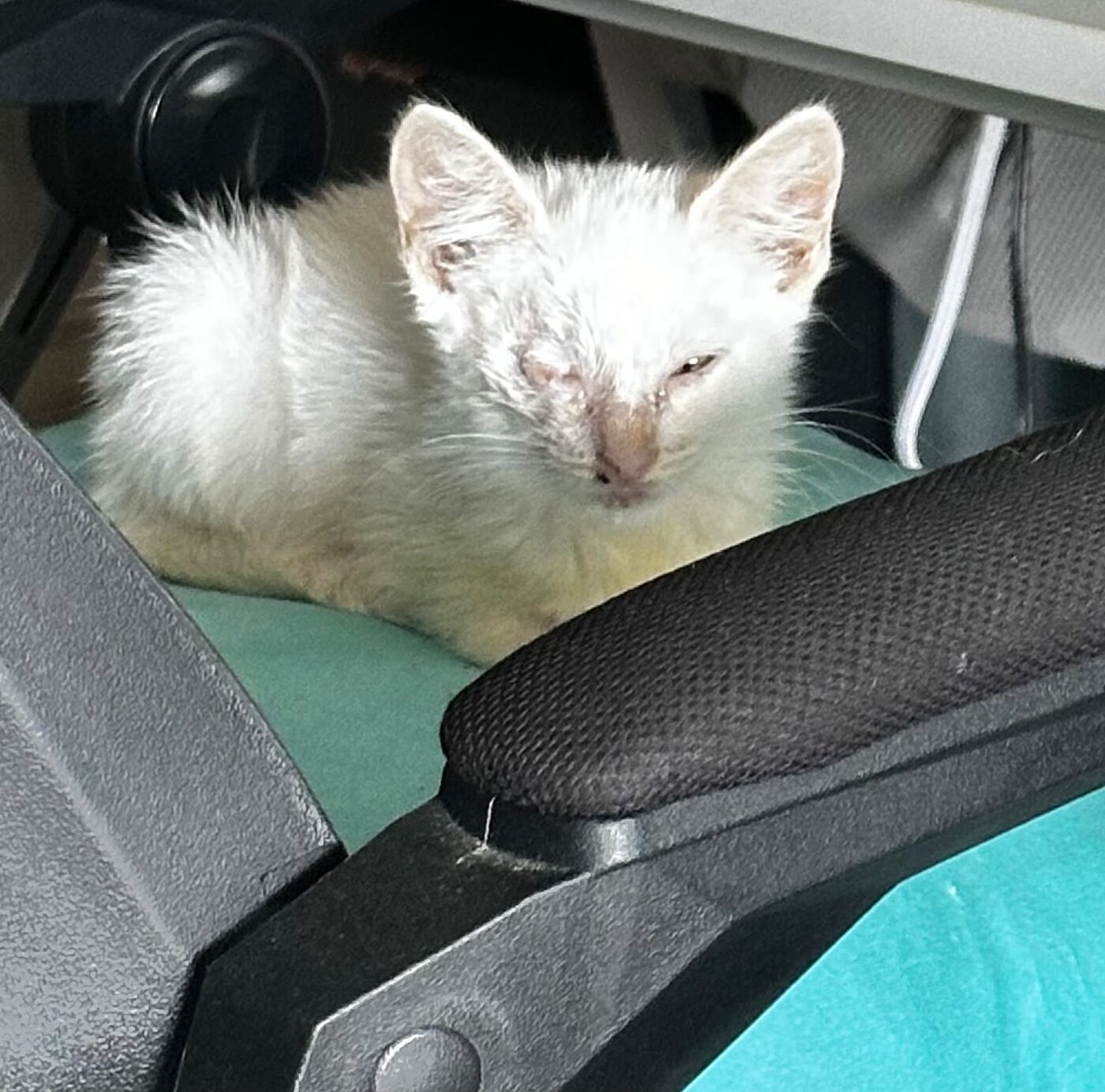Popeye on the way to the vet.